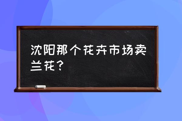 批发地址大兰花苗在哪 沈阳那个花卉市场卖兰花？