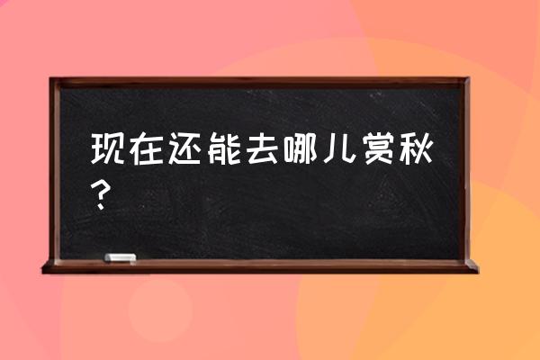 上海哪里赏秋 现在还能去哪儿赏秋？