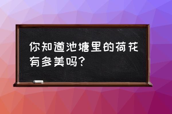 画一幅荷花池塘简单 你知道池塘里的荷花有多美吗？