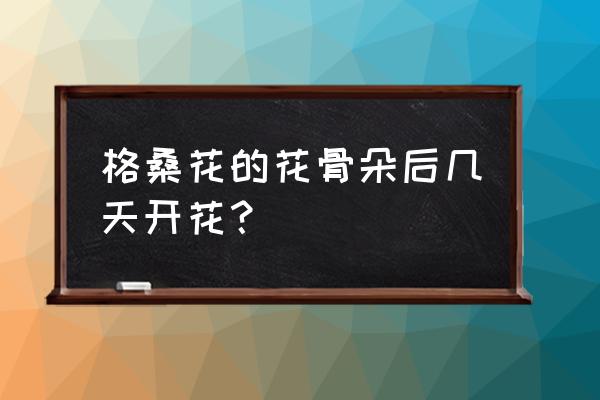 我是你的格桑花广场舞慢动作教程 格桑花的花骨朵后几天开花？