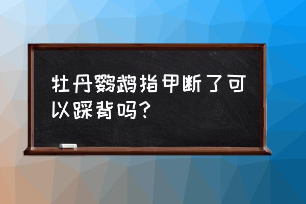 牡丹花美甲教程 牡丹鹦鹉指甲断了可以踩背吗？