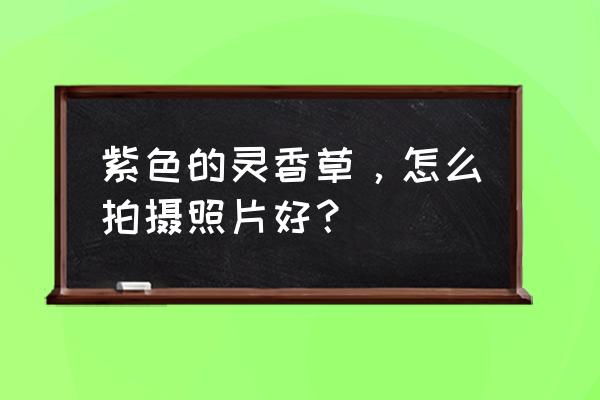 薰衣草照片摆拍姿势大全 紫色的灵香草，怎么拍摄照片好？