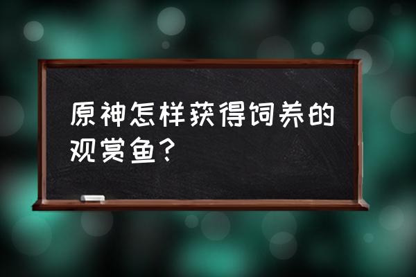 原神尘歌壶里面怎么养鱼 原神怎样获得饲养的观赏鱼？