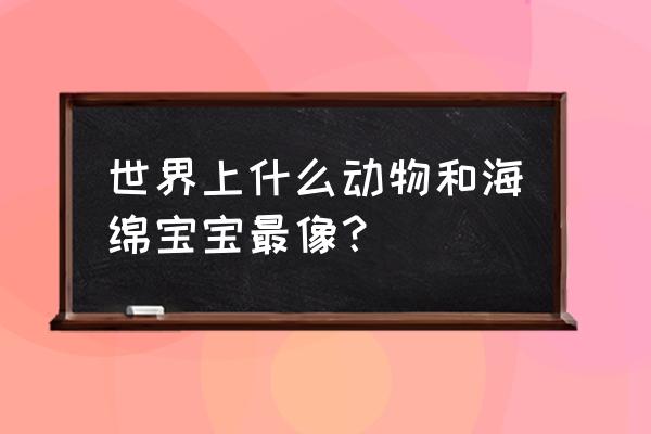 蜗牛鲍勃5第一关 世界上什么动物和海绵宝宝最像？