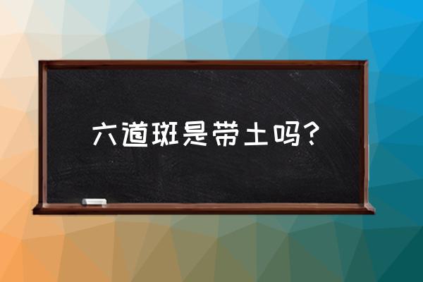 九尾和斑是什么关系 六道斑是带土吗？