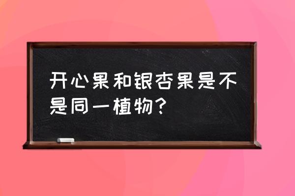 银杏果和白果是一种吗 开心果和银杏果是不是同一植物？