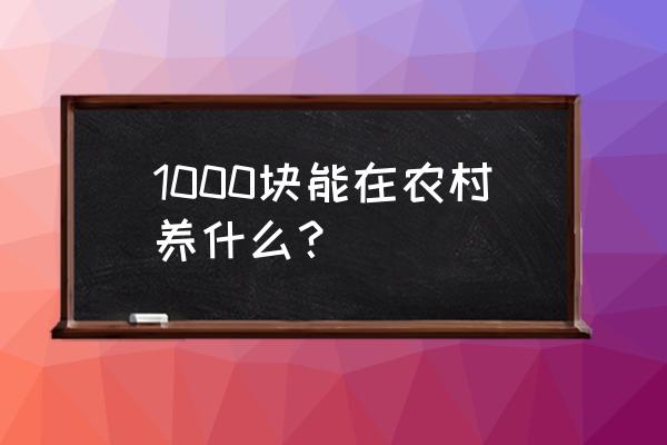 数字333画兔子最简单 1000块能在农村养什么？