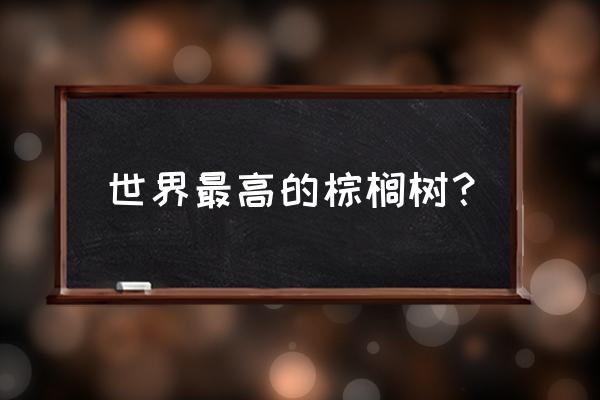 棕榈树为什么叫棕榈树 世界最高的棕榈树？